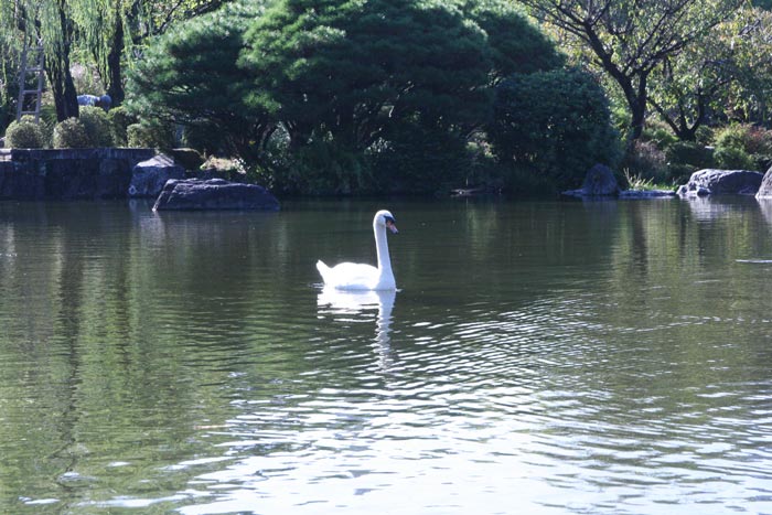 大きな池と日本庭園
